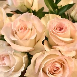 Meet your Posher, Gemma